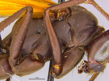 Media type: image;   Entomology 17035 Aspect: thorax lateral
